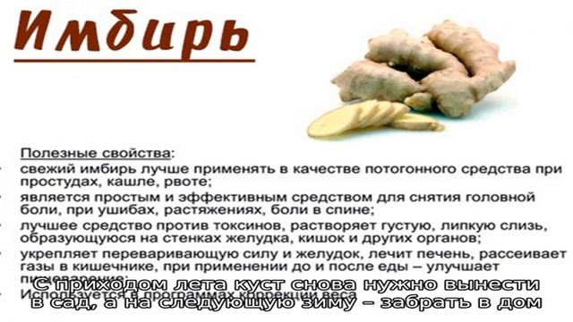 Сбор и хранение урожая имбиря, выращенного в домашних условиях смотреть онлайн