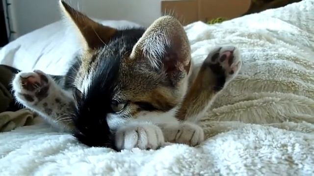 Кот-йог смотреть онлайн