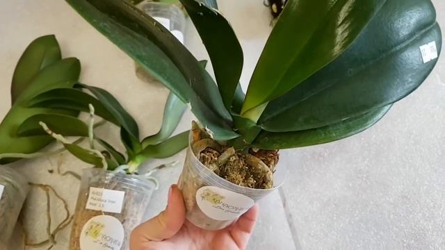 ПОТРЯСАЮЩИЕ ОРХИДЕИ от Оксаны Астрахань| орхидея Orchid Orchids почтой по почте