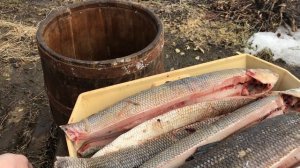 Разделываем, солим и коптим. Чир. Пелядь.