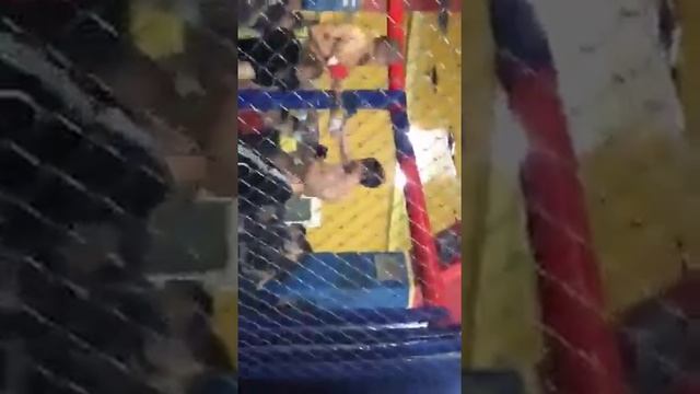 Аскаров Азатбек vs иванов Артём бой 61kg смотреть онлайн