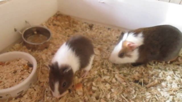 Морские свинки Животные, грызуны Взаимная подписка смотреть онлайн