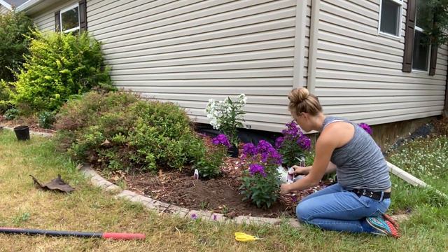 Planting Phlox Perennials! смотреть онлайн