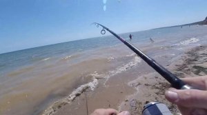 Пеленгас клюет весь день. Почему сходит пелик.