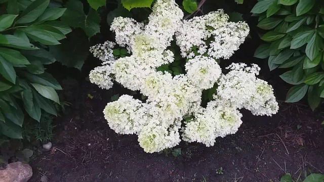 #гортензии в моем дворе#garden смотреть онлайн