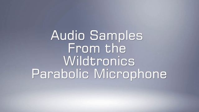 Wildtronics Parabolic Microphone Demo смотреть онлайн