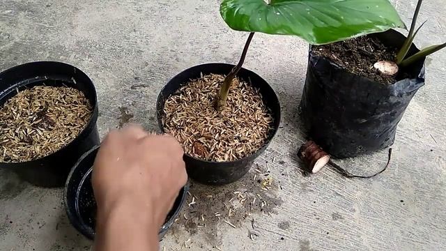 I Tried to Propagate Homalomena Through Stem Cuttings смотреть онлайн