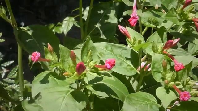 Fioritura di Mirabilis jalapa (Bella di notte) смотреть онлайн