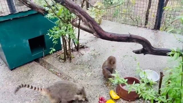 Люська пришла к Сонечке в гости в новый вольер и МОМЕНТАЛЬНО ОСВОИЛАСЬ))) смотреть онлайн