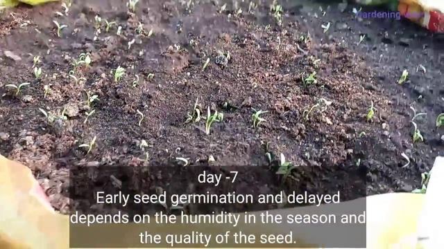 Right way to Grow coriander fast & bigger at Home / Best Way To Grow Coriander смотреть онлайн