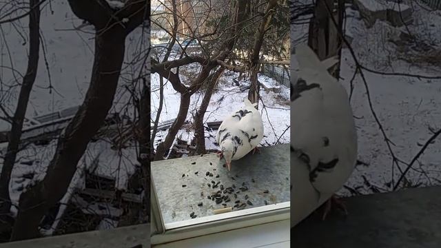 Голубь- задира гоняет другого голубя#2023#птицы#birds смотреть онлайн
