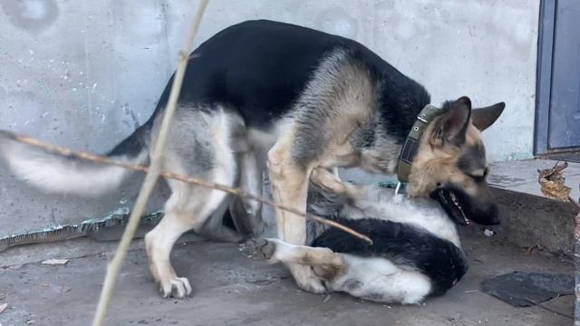 #2 Если сука не захочет то кобель не скочит ВЕО овчарка вязка собак смотреть онлайн