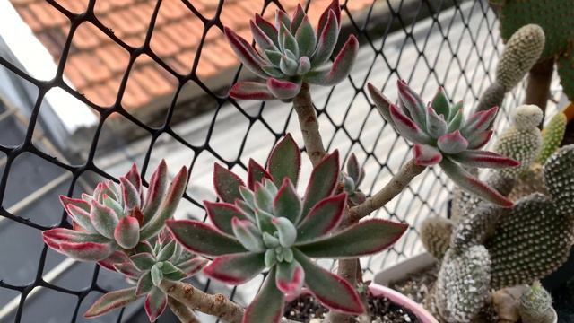 Echeveria Pulvinata Ruby Blush | A Echeveria mais fácil de cultivar смотреть онлайн