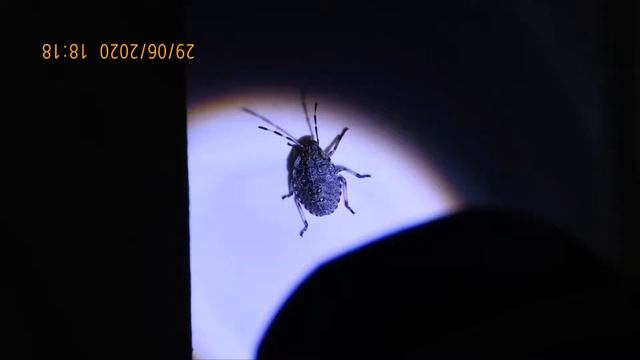 Halyomorpha halys Nymph Greece by Theo Fotiadis смотреть онлайн