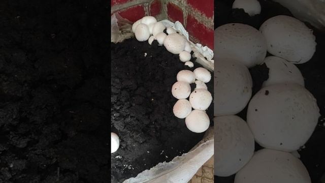 Выращивание шампиньонов дома смотреть онлайн