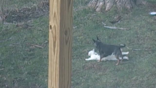 Dog and cat trying to git it on смотреть онлайн
