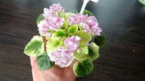 МОЯ КОЛЛЕКЦИЯ МИНИ ФИАЛОК. Обзор сортов!