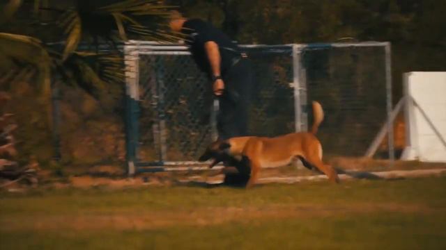 Полицейские собаки в США. Четверолапые герои без плащей! [За сценой] смотреть онлайн