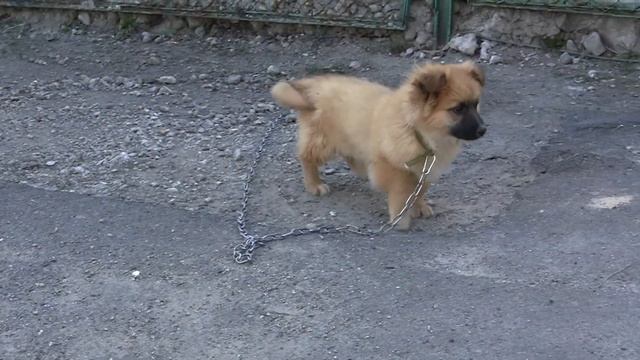 nnnnvad тест Canon Legria HF S20 , щенок ВАСЯ! смотреть онлайн