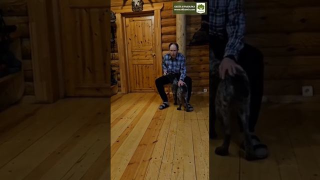 Дрессировка щенка нашего дратхаара Ники. смотреть онлайн