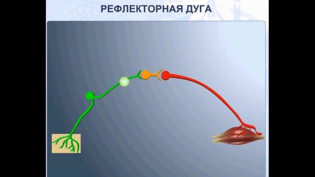 Рефлекс Рефлекторная дуга смотреть онлайн