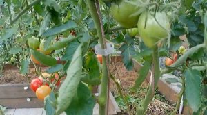 Томат Севрюга. Пожалуй, лучший из мясистых!