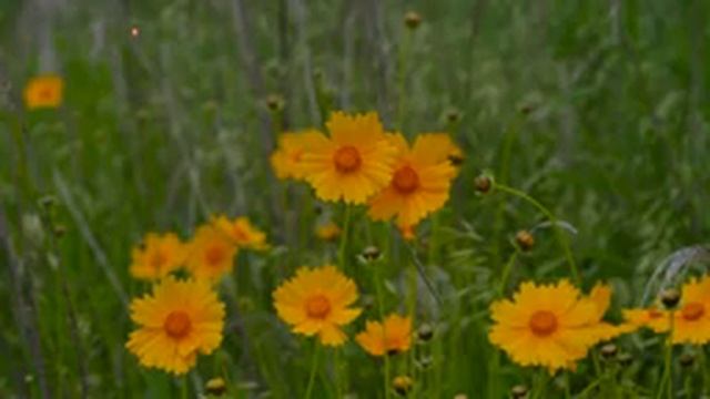 Расслабляющая музыка помогает вам хорошо спать - Расслабляющая музыка, музыка для медитации смотреть онлайн