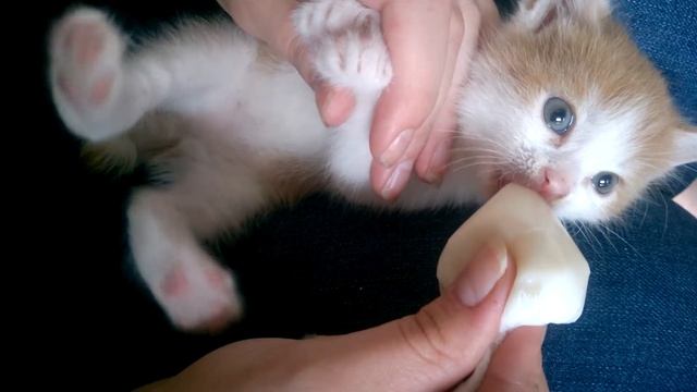 Дрожащий котёнок смотреть онлайн