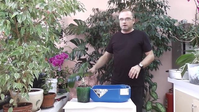 Пересадка взрослых орхидей фаленопсис смотреть онлайн