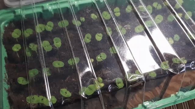 Сальвия посев 2020