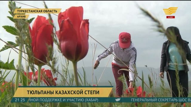Тюльпаны казахской степи смотреть онлайн