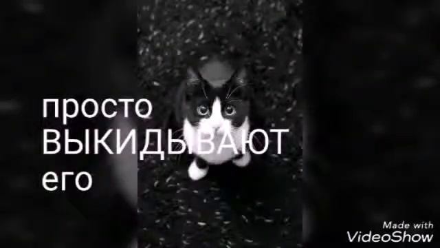 Бездомные животные смотреть онлайн