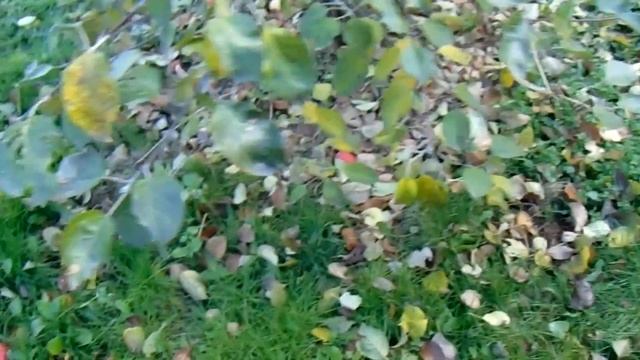 Молодой сад В.Железова из зимних яблонь. смотреть онлайн