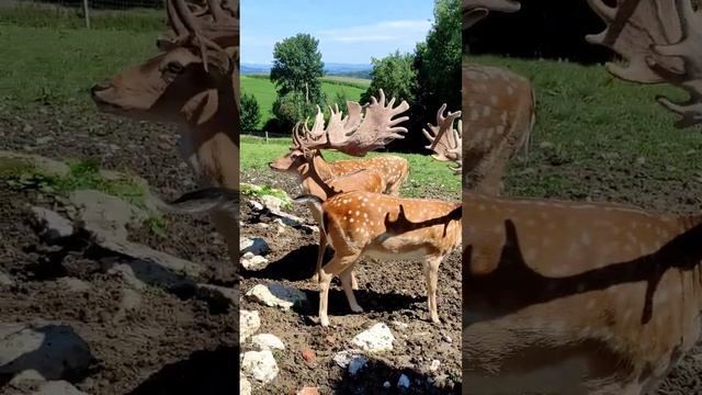 вот это лопата! лань европейская смотреть онлайн