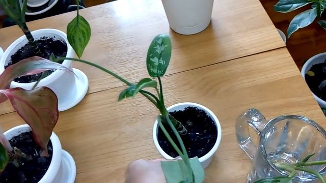 Комнатные цветы. Растут медленно ,но неприхотливые и красивые. смотреть онлайн