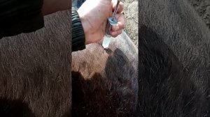 ивермек лошади 🐎