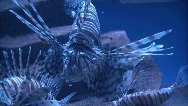 Океанариум в Гонконге (HK Ocean Park). /путешествия своим ходом смотреть онлайн