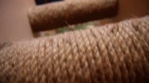 ВЫЗВАЛИ МОМО В РЕАЛЬНОЙ ЖИЗНИ С КОТАМИ | ОНА В НАШЕМ ДОМЕ | КОШАЧЬЯ ИСТОРИЯ УЖАСОВ