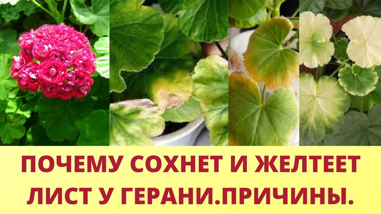 Дайте эти удобрения для герани. Результат удивит. Листья никогда не будут желтеть и сохнут. смотреть онлайн