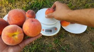 СОРТ ПЕРСИКА ПЕРЕЖИВШИЙ ЗАМОРОЗКИ  - 9 / ПЕРСИК РИЧ МЕЙ