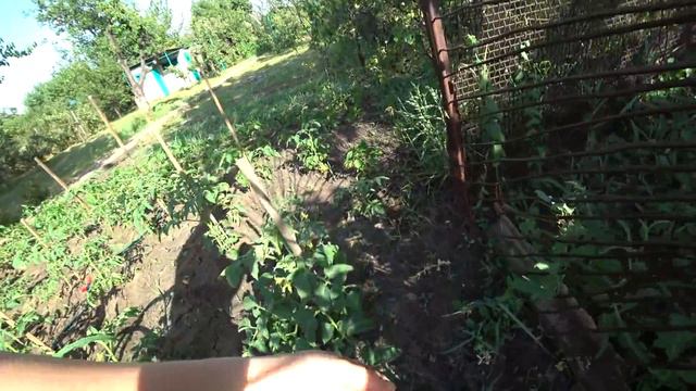 Подарили сказочный цветок. Собрали первый урожай! смотреть онлайн
