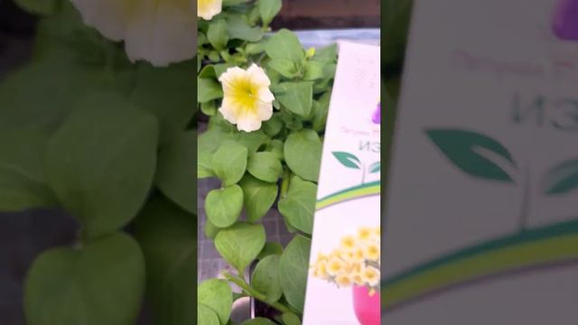 Великолепные сорта петуний | Эта рассада скоро будет в продаже |#SemenaPartnerShorts смотреть онлайн