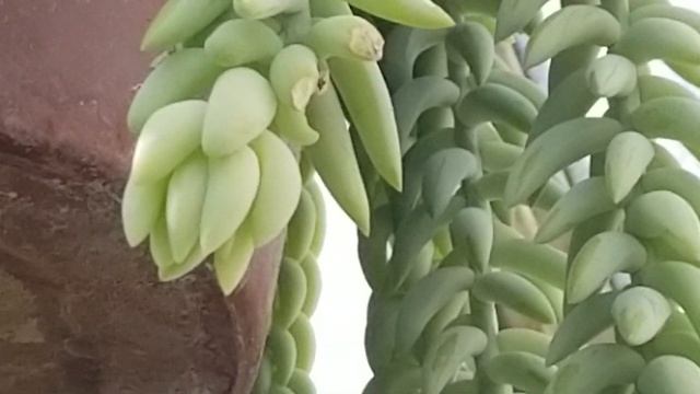SEDUM MORGANIANUM DONKEY'S TAIL - MEXICO смотреть онлайн