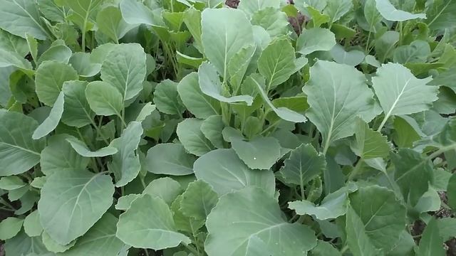 КОРМЛЮ ЭТИМ КАПУСТУ ПРИ ПОСАДКЕ потом не знаю куда девать смотреть онлайн