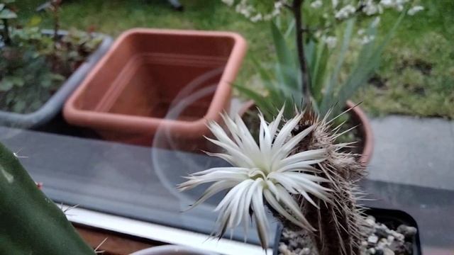 Коллекция Кактусов.Трихоцереус и мирабилис .Ночное цветение.Cacteen смотреть онлайн