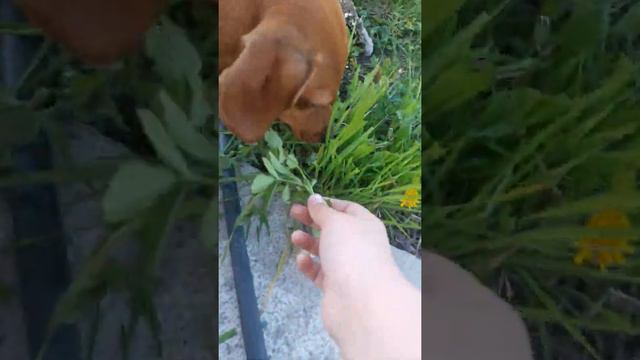 Приколы собака ест траву смотреть онлайн