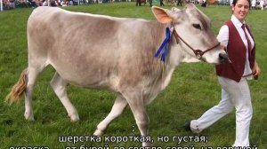 Швицкая порода коров