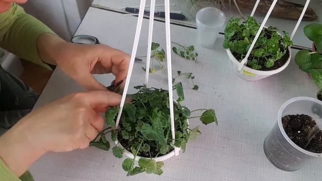 Кампанула укоренение смотреть онлайн