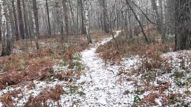 Лес с приходом холода, всё засыхает, умирает или засыпает ?️ The forest ? when cold ? came, Siberia смотреть онлайн