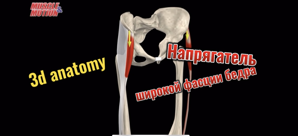 Напрягатель широкой фасции бедра. 3d Anatomy